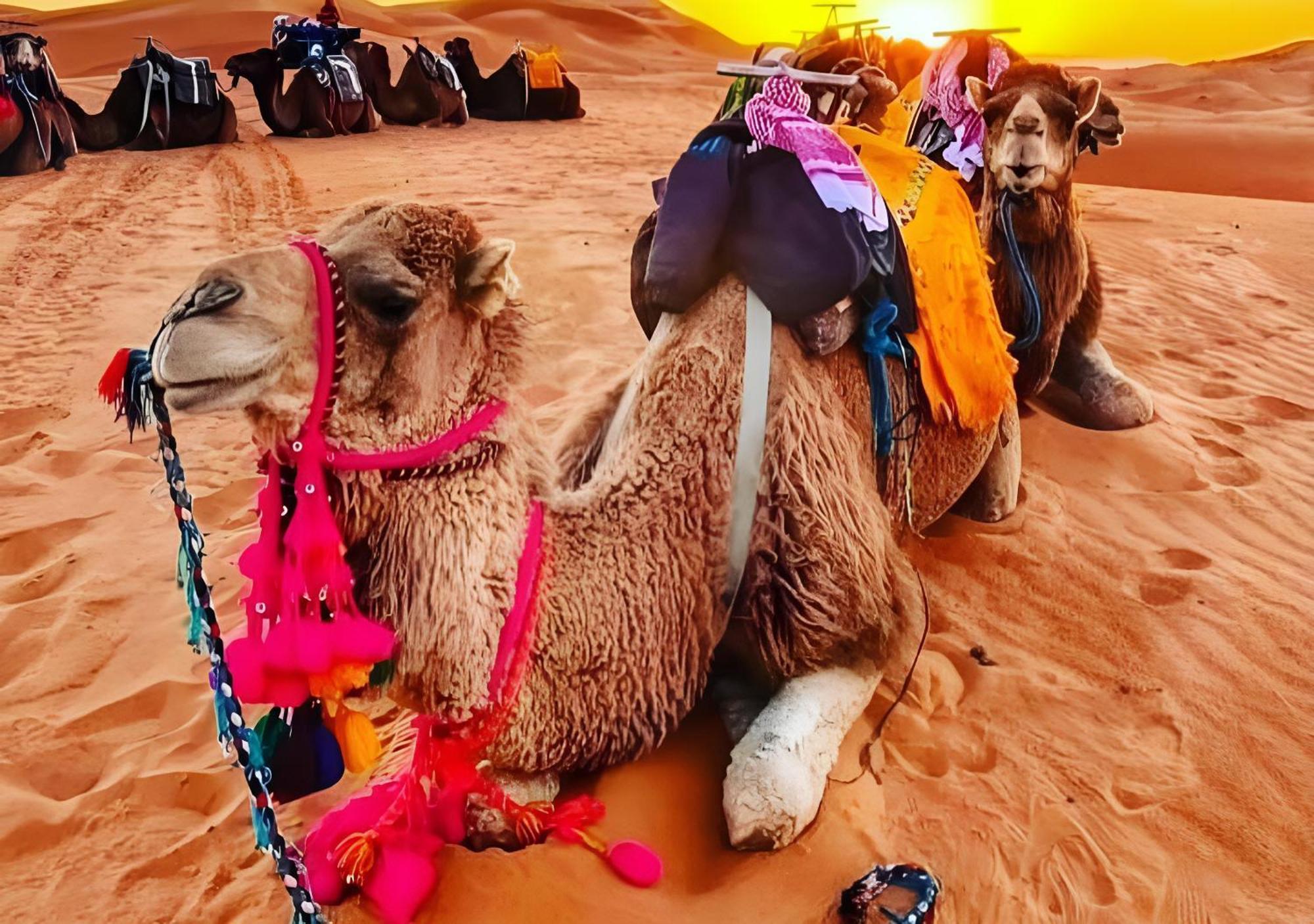 Top Desert Luxury Camp 梅尔祖卡 外观 照片